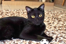 [another picture of Bubbles FKA B.p., a Domestic Short Hair black\ cat] 