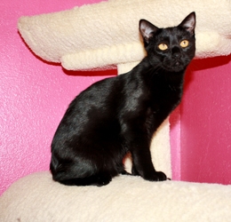 [picture of Bubbles FKA B.p., a Domestic Short Hair black cat]