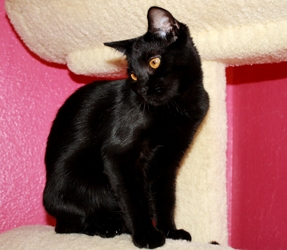 [picture of Bubbles FKA B.p., a Domestic Short Hair black cat]