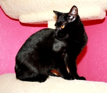 [picture of Bubbles FKA B.p., a Domestic Short Hair black cat]