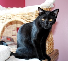 [picture of Bubbles FKA B.p., a Domestic Short Hair black\ cat] 