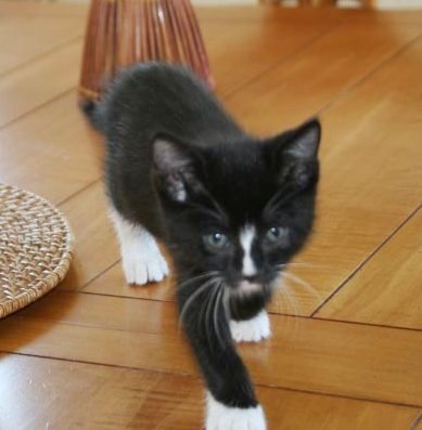 [another picture of Mac, a Domestic Short Hair black/white\ cat] 