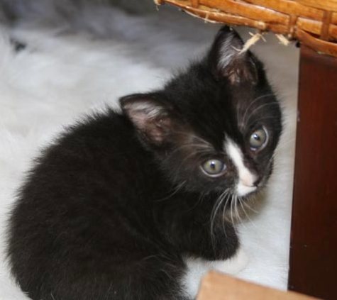 [picture of Mac, a Domestic Short Hair black/white cat]