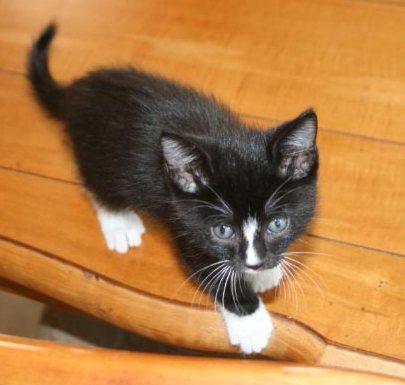 [picture of Mac, a Domestic Short Hair black/white cat]