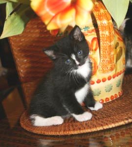 [picture of Mac, a Domestic Short Hair black/white cat]