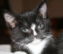 [picture of Mac, a Domestic Short Hair black/white\ cat] 