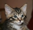 A picture of #NS03834: Messi a Domestic Medium Hair brown tabby/white