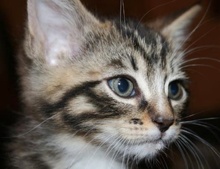 [another picture of Messi, a Domestic Medium Hair brown tabby/white\ cat] 