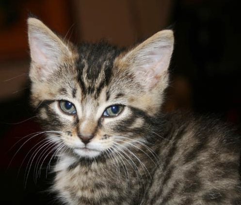 [picture of Messi, a Domestic Medium Hair brown tabby/white cat]