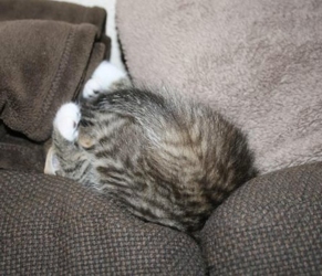 [picture of Messi, a Domestic Medium Hair brown tabby/white cat]