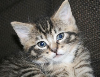 [picture of Messi, a Domestic Medium Hair brown tabby/white cat]