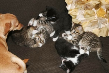 [picture of Messi, a Domestic Medium Hair brown tabby/white cat]