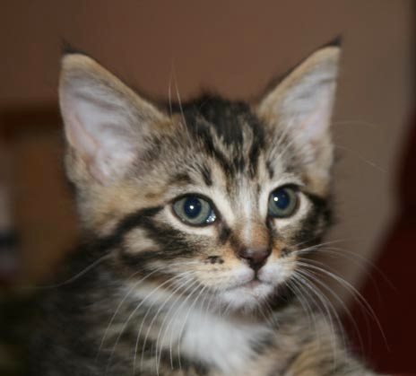 [picture of Messi, a Domestic Medium Hair brown tabby/white\ cat] 