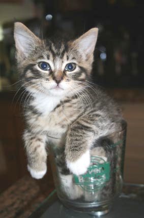 [another picture of Bandit, a Domestic Medium Hair brown tabby/white\ cat] 