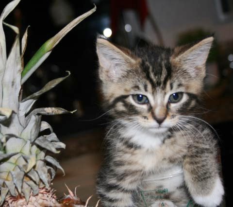 [picture of Bandit, a Domestic Medium Hair brown tabby/white cat]