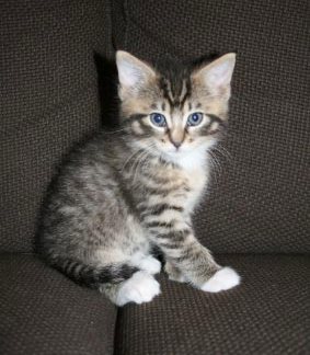 [picture of Bandit, a Domestic Medium Hair brown tabby/white cat]