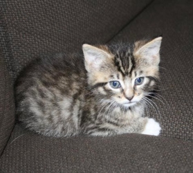 [picture of Bandit, a Domestic Medium Hair brown tabby/white cat]