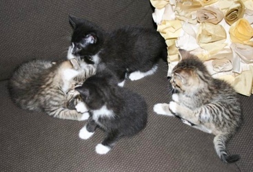 [picture of Bandit, a Domestic Medium Hair brown tabby/white cat]