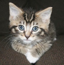 [picture of Bandit, a Domestic Medium Hair brown tabby/white\ cat] 