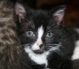 A picture of #NS03837: Betty Lou a Domestic Short Hair black/white