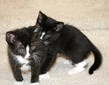 [another picture of Betty Lou, a Domestic Short Hair black/white\ cat] 