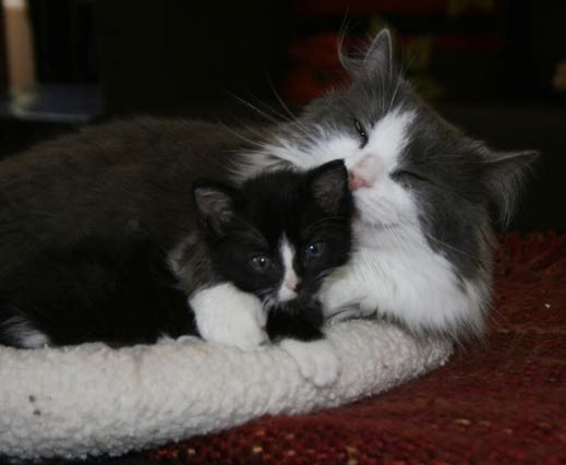 [picture of Betty Lou, a Domestic Short Hair black/white cat]