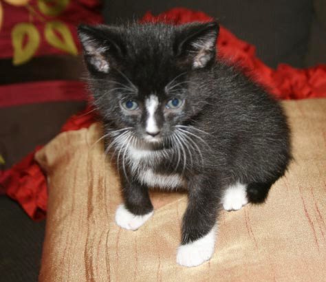 [picture of Betty Lou, a Domestic Short Hair black/white cat]