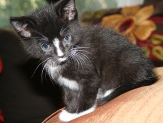[picture of Betty Lou, a Domestic Short Hair black/white cat]