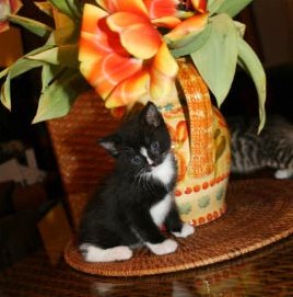 [picture of Betty Lou, a Domestic Short Hair black/white cat]