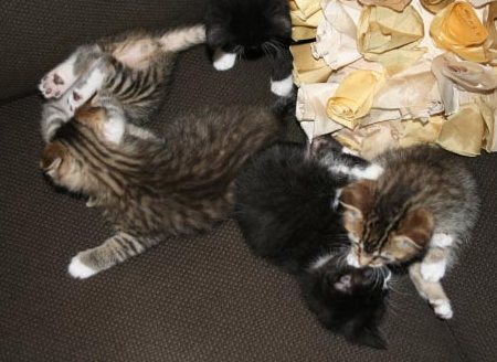 [picture of Betty Lou, a Domestic Short Hair black/white cat]