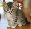 A picture of #NS03838: Emily Ann a Domestic Short Hair brown tabby/white