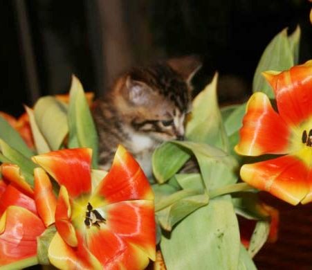 [another picture of Emily Ann, a Domestic Short Hair brown tabby/white\ cat] 