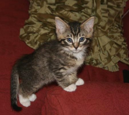 [picture of Emily Ann, a Domestic Short Hair brown tabby/white cat]