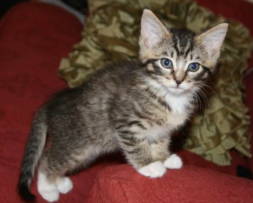 [picture of Emily Ann, a Domestic Short Hair brown tabby/white cat]