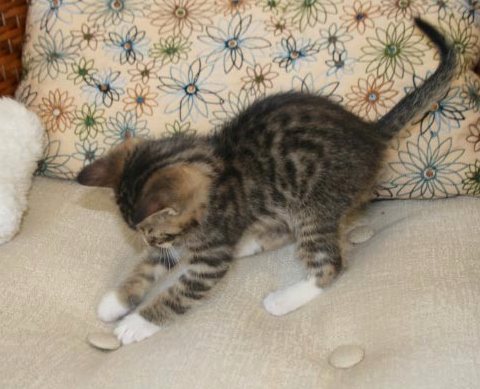 [picture of Emily Ann, a Domestic Short Hair brown tabby/white cat]