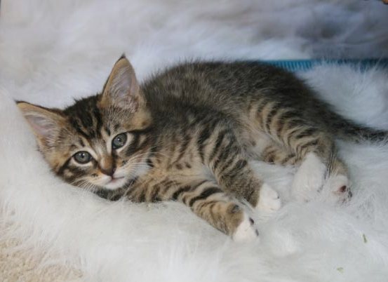 [picture of Emily Ann, a Domestic Short Hair brown tabby/white cat]