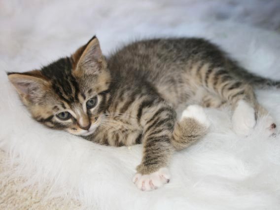 [picture of Emily Ann, a Domestic Short Hair brown tabby/white cat]