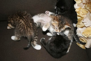 [picture of Emily Ann, a Domestic Short Hair brown tabby/white cat]