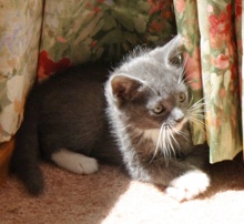 [another picture of Boots, a Domestic Short Hair gray/white\ cat] 