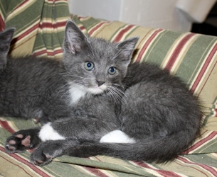 [picture of Boots, a Domestic Short Hair gray/white cat]
