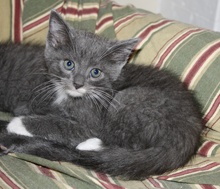[picture of Boots, a Domestic Short Hair gray/white\ cat] 