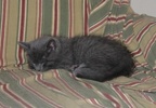 A picture of #NS03840: Darby a Domestic Short Hair gray