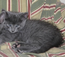 [another picture of Darby, a Domestic Short Hair gray\ cat] 