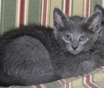 A picture of #NS03841: Jasper a Domestic Short Hair gray