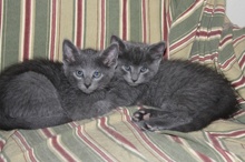 [another picture of Jasper, a Domestic Short Hair gray\ cat] 
