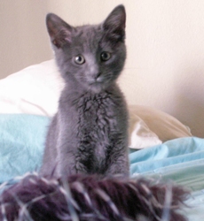 [picture of Jasper, a Domestic Short Hair gray cat]
