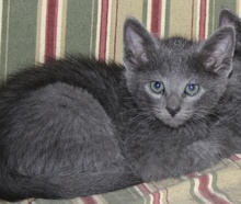 [picture of Jasper, a Domestic Short Hair gray\ cat] 