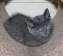 [another picture of Gidget, a Domestic Short Hair gray\ cat] 