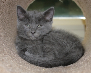 [picture of Gidget, a Domestic Short Hair gray cat]
