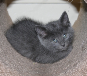 [picture of Gidget, a Domestic Short Hair gray cat]
